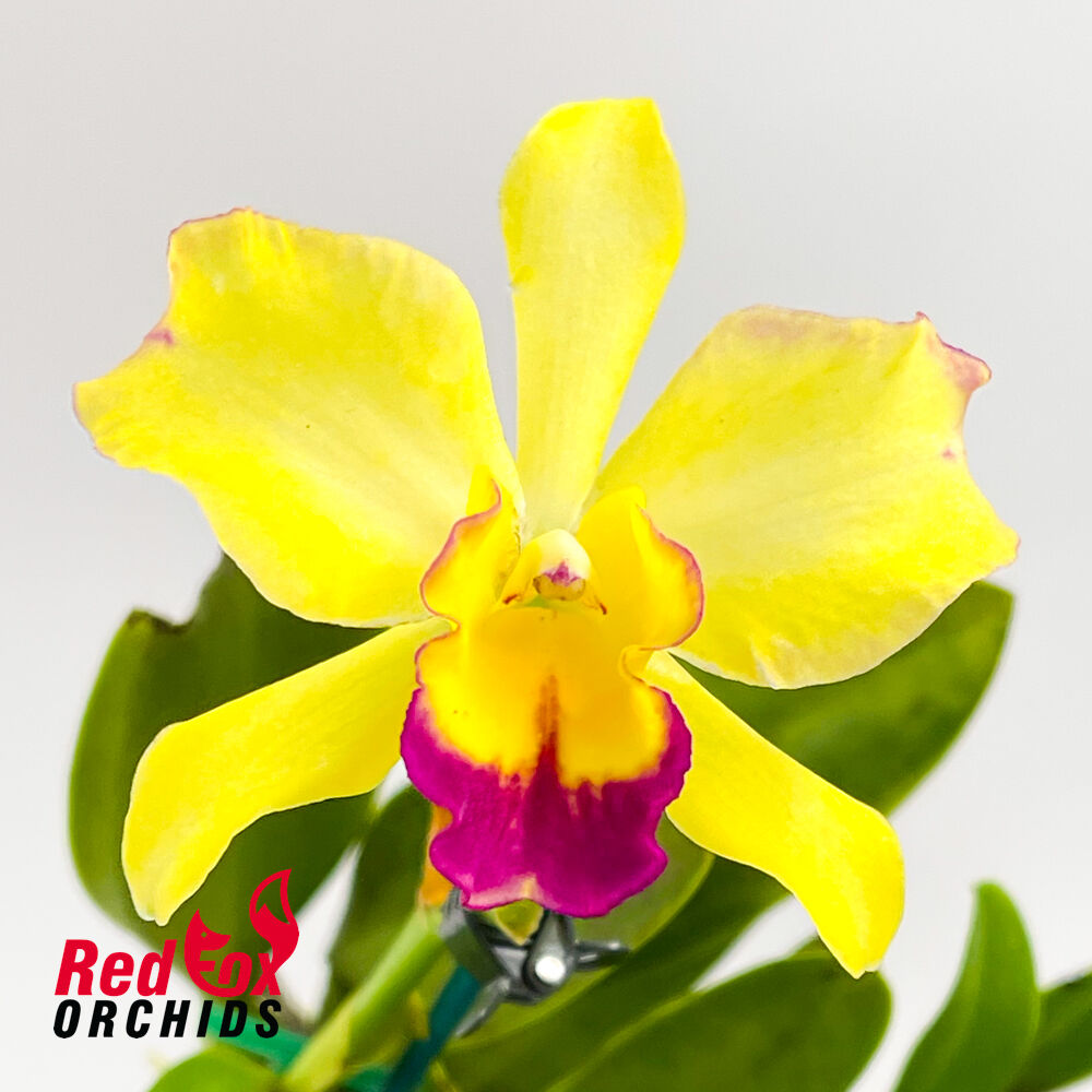 Brassolaeliocattleya Topaz Love (V Nice S-A Pot) X Pot. Roy's Magic 'Janet'