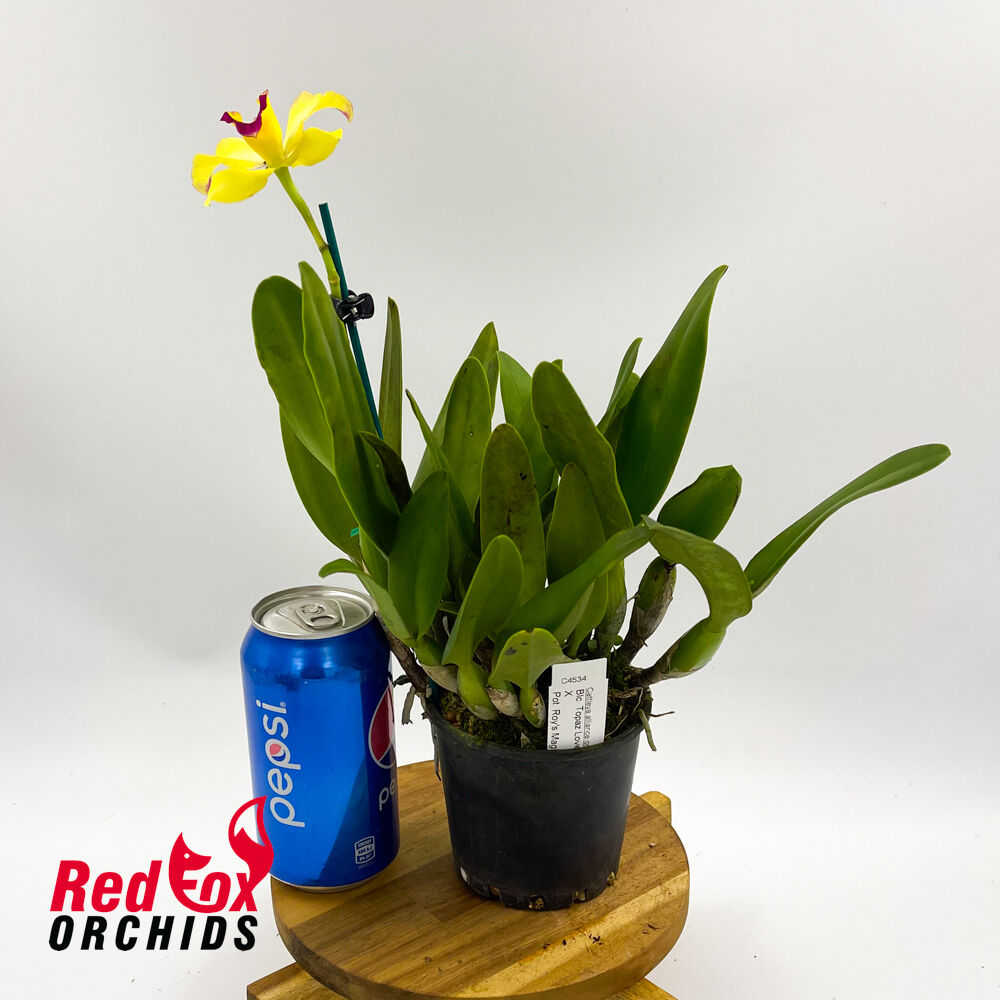 Brassolaeliocattleya Topaz Love (V Nice S-A Pot) X Pot. Roy's Magic 'Janet'