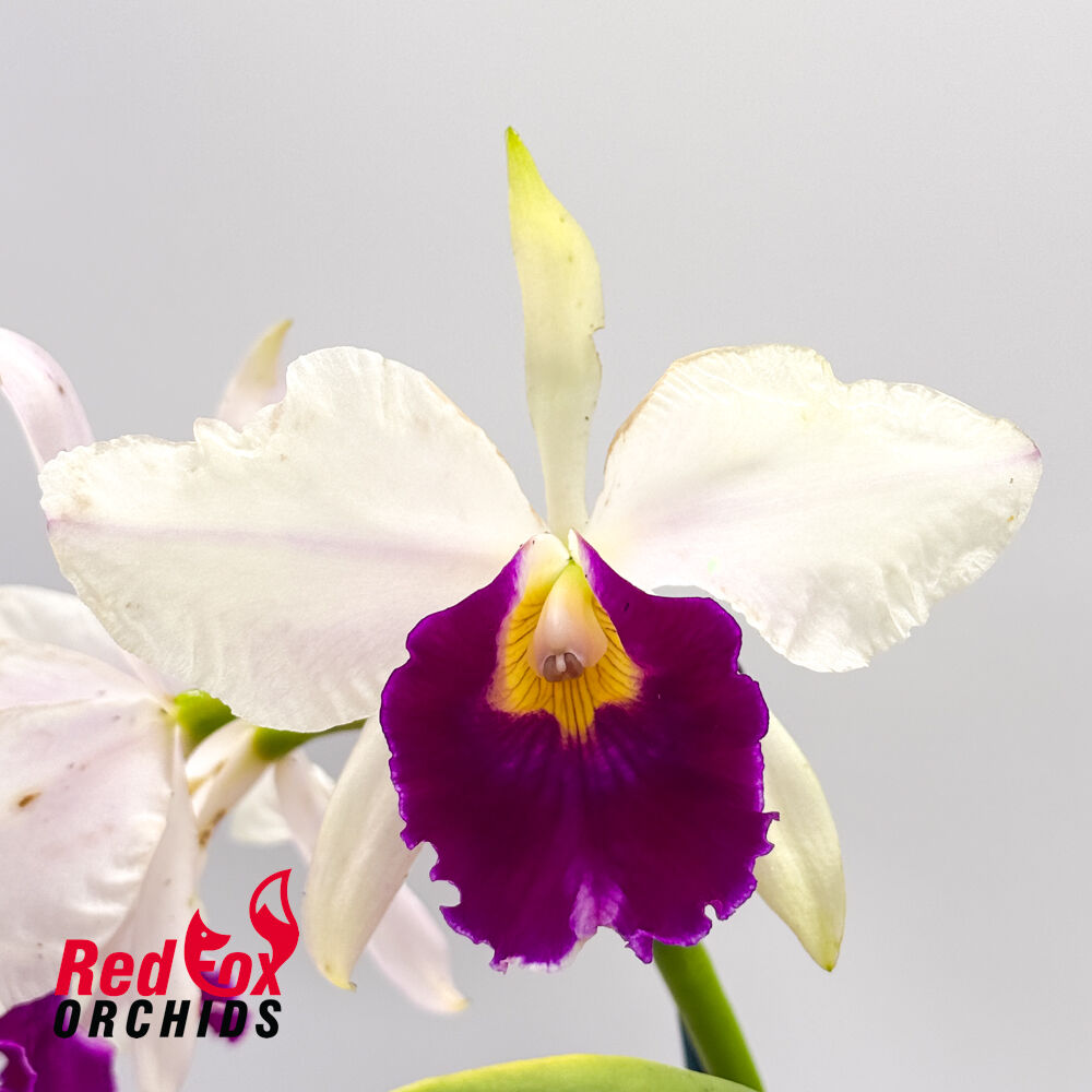 Cattleya purpurata var. S-A coerulea X Lc. Magic Melody 'Superb'