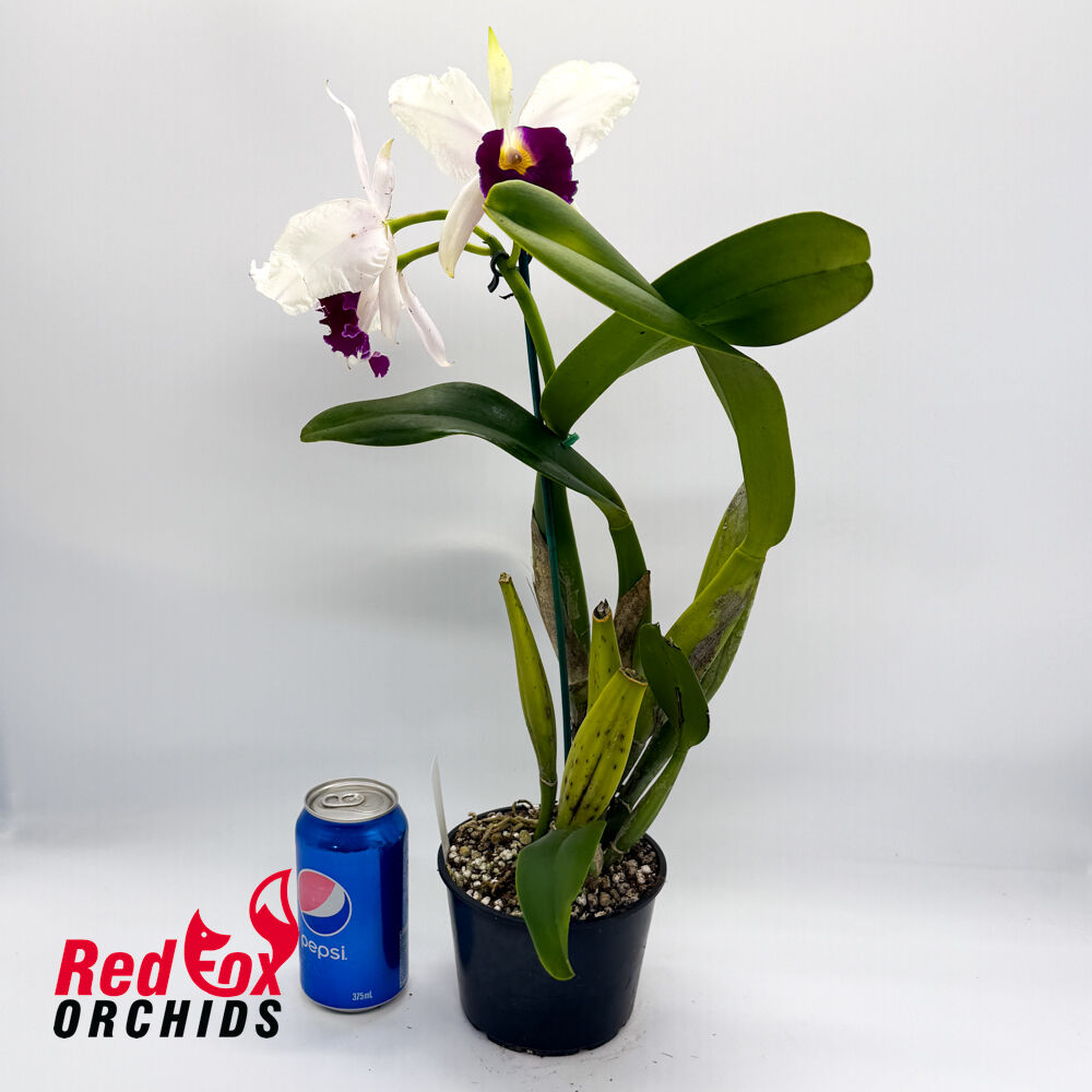 Cattleya purpurata var. S-A coerulea X Lc. Magic Melody 'Superb'