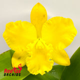 Brassolaeliocattleya Erin Kobayashi X Lc. Susan Holcombe