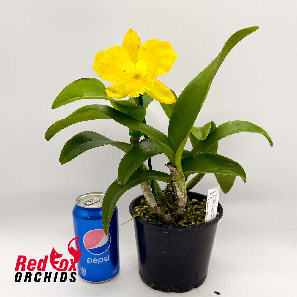 Brassolaeliocattleya Erin Kobayashi X Lc. Susan Holcombe
