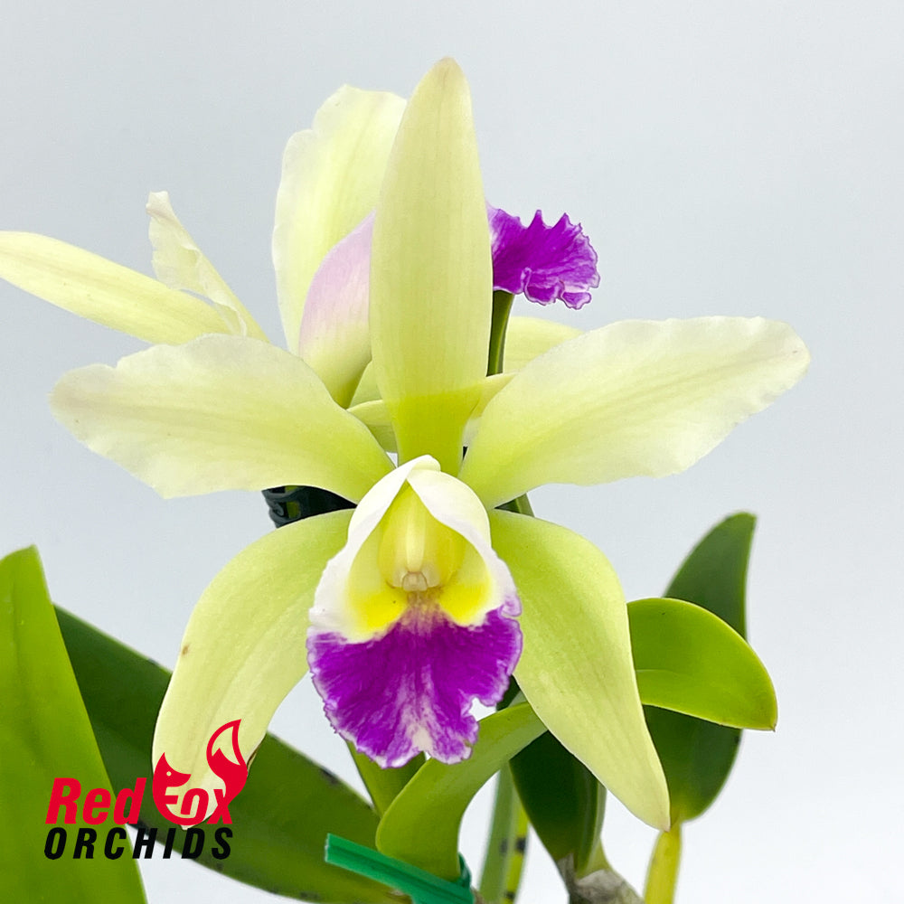 Brassolaeliocattleya Topaz Sublime 'Tall Icy' X C. luteola