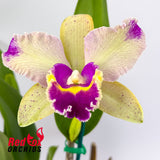 Laeliocattleya (Aussie Sunset X Gene May) 'Bright Aussie' X Blc. Deception Grace
