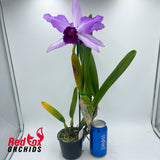 Laeliocattleya Lord Dessler