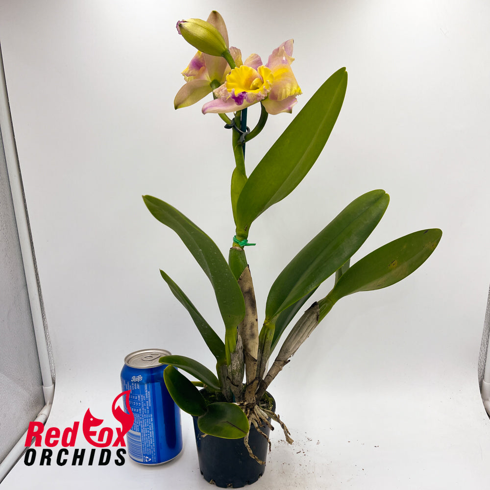 Rhyncattleanthe (Mari's Song x Topaz Gazelle) x Rhyncholaeliocattleya Sebastian Scalia 'Ruby'