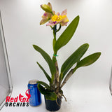 Rhyncattleanthe (Mari's Song x Topaz Gazelle) x Rhyncholaeliocattleya Sebastian Scalia 'Ruby'