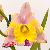 Rhyncattleanthe (Mari's Song x Topaz Gazelle) x Rhyncholaeliocattleya Sebastian Scalia 'Ruby'