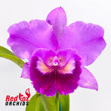 Brassolaeliocattleya Burdekin Velvet 'Louise' X Pot. Hsinying Pink Doll 'Hsinying'