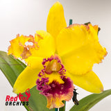 Brassolaeliocattleya (Toshie's Magic X Aussie Sunset) X Blc. Aussie Sunray T'nt 'Flowerful'