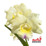 Brassolaeliocattleya (Pokai Tangerine X Scarlet Imp) X C. Gene May 'Southern Cross'