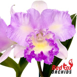 Brassolaeliocattleya Caricia en Paraiso x Cattleya intermedia vinicolor aquinii
