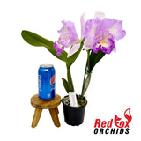 Brassolaeliocattleya Caricia en Paraiso x Cattleya intermedia vinicolor aquinii