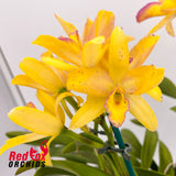 Brassolaeliocattleya (Tsutung Beauty X Young-Min Orange) X Pot. (Yellow Bird X Ollies' Folly)