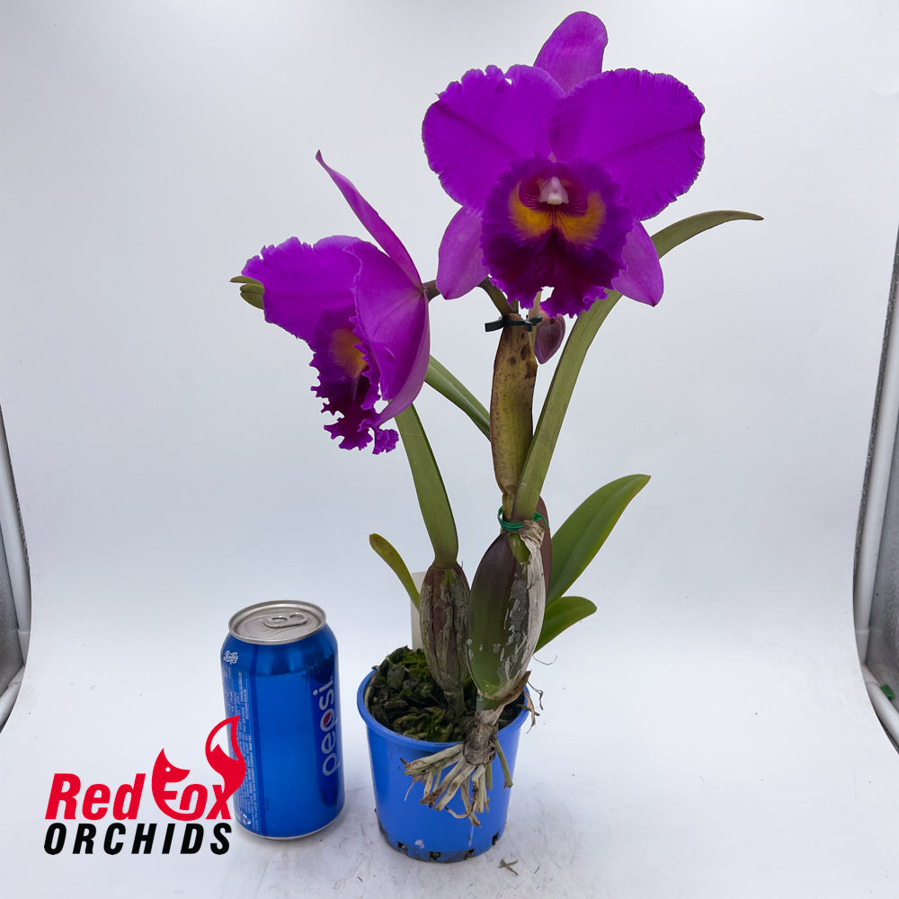 Brassolaeliocattleya Canyon Dusk x Potinara Hisinying Pink Doll 'Hsinying'