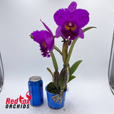 Brassolaeliocattleya Canyon Dusk x Potinara Hisinying Pink Doll 'Hsinying'