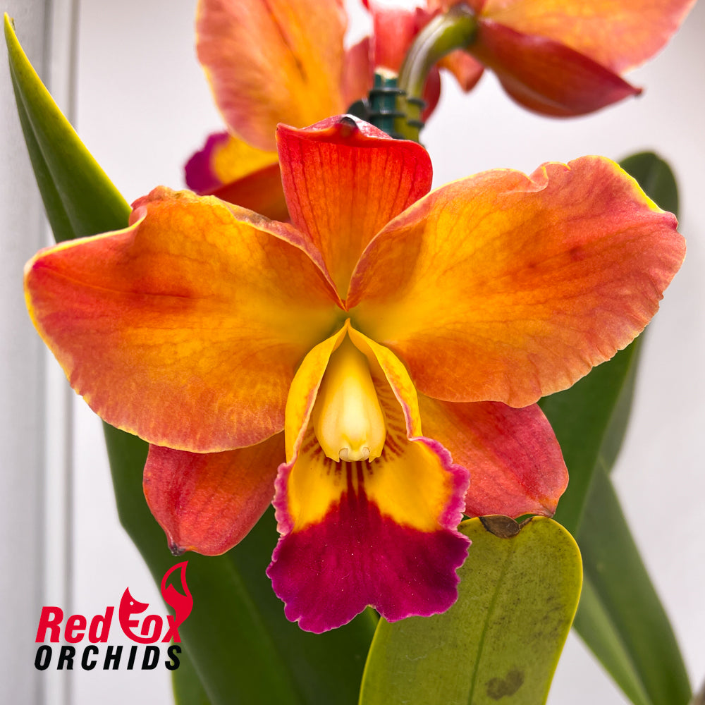 Potinara Exotic Dream