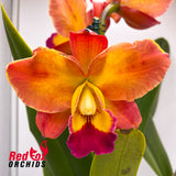 Potinara Exotic Dream