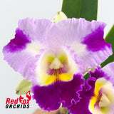 Brassolaeliocattleya (Memoria Anna Balmores X Memoria Robert Strait) X Blc. (Sweet Anniversary X Gertrude Hausermann)