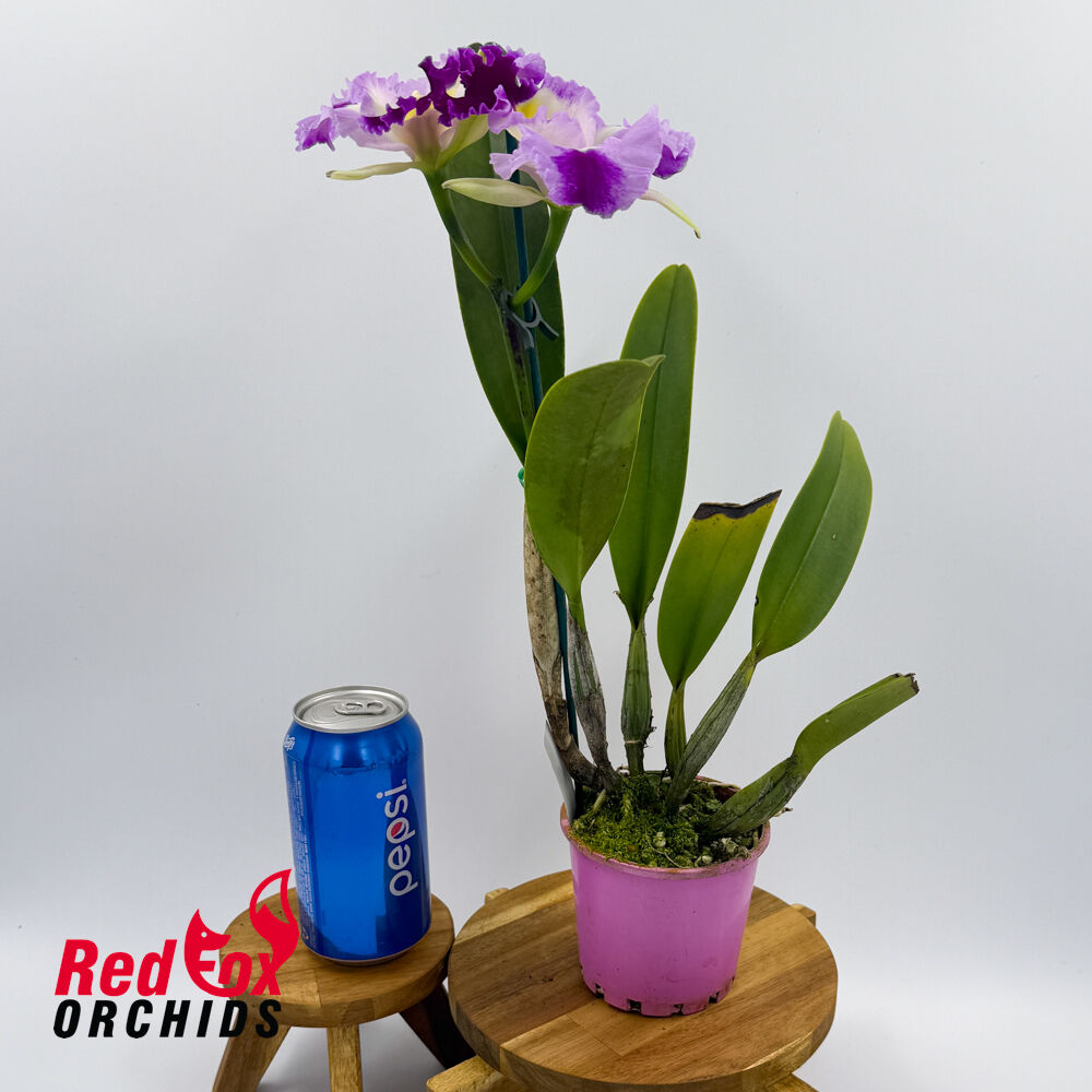 Brassolaeliocattleya (Memoria Anna Balmores X Memoria Robert Strait) X Blc. (Sweet Anniversary X Gertrude Hausermann)