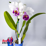 Brassolaeliocattleya Dream Trader 'Semi-Alba' X Blc. Burdekin Snowdrift 'Angela'