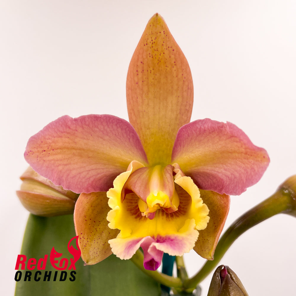 Potinara Deception Variable X Pot. (Burana Beauty X Deception Drop)