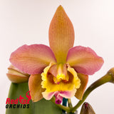 Potinara Deception Variable X Pot. (Burana Beauty X Deception Drop)