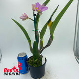 Brassolaeliocattleya (Burdekin Delight X Narooma) 'Round Tall' X Pot. Sebastian Scalia 'Ruby'