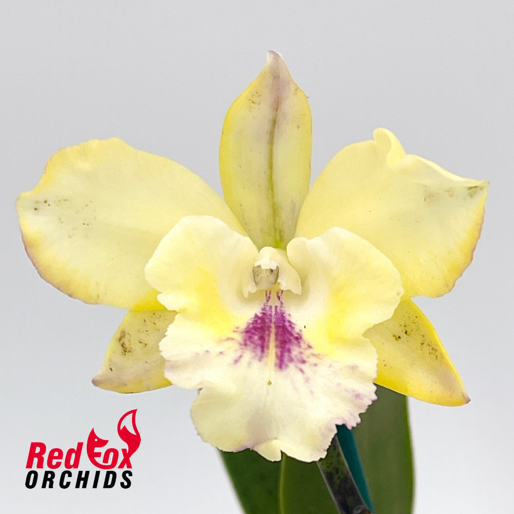 Potinara (Yellow Bird x Ollies' Folly) x Cattleya intermedia f. aquinii-vinicolor