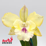 Potinara (Yellow Bird x Ollies' Folly) x Cattleya intermedia f. aquinii-vinicolor