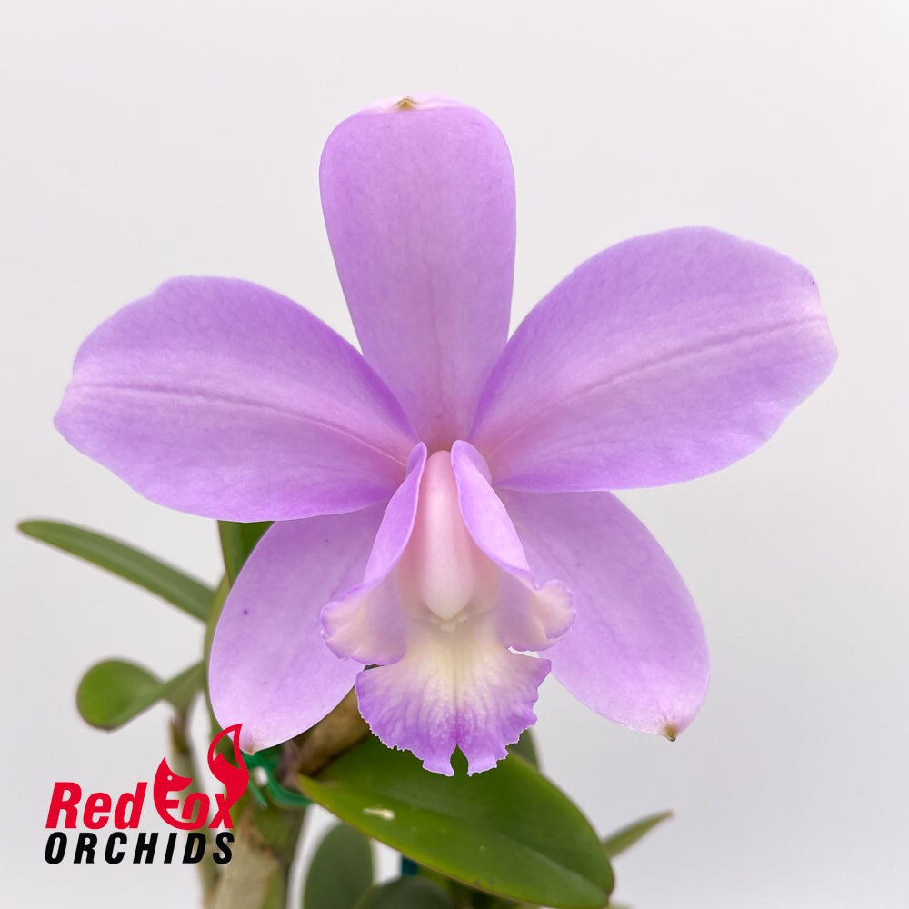 Potinara (Golden Tang x Fire Lighter) 'Wow Red' x Sebastian Scalia 'Ruby'