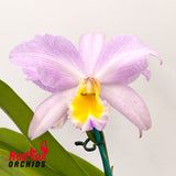 Brassolaeliocattleya Mismo X Blc. George King 'Southern Cross'