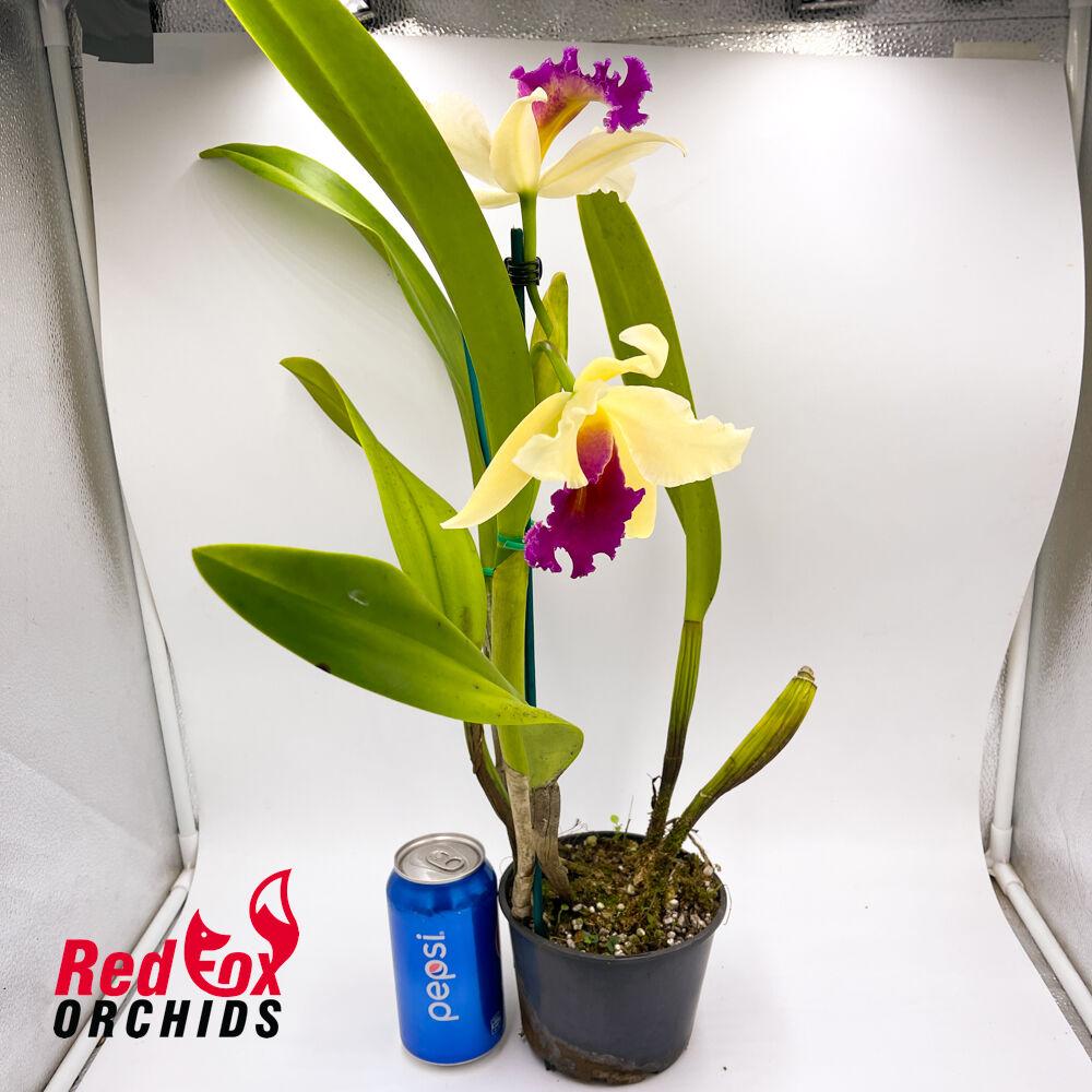 Brassolaeliocattleya Topaz Georgie Girl x (Tsutung Beauty x Young-Min Orange)