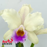 Brassolaeliocattleya (Tsutung Beauty X Young-Min Orange) X Blc. George King 'Southern Cross'