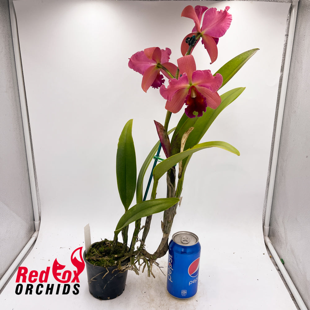Brassolaeliocattleya Mismo 'Nice Sunset' x Topaz Dancer 'Coral'