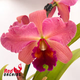 Brassolaeliocattleya Mismo 'Nice Sunset' x Topaz Dancer 'Coral'