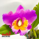 Brassolaeliocattleya Reisa X Blc. Burdekin Delight 'Dreamtime'