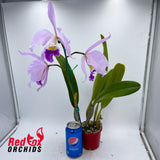 Cattleya Horace X Blc. Chunyeah 'Tzeng-Wen'