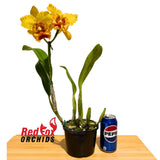 Brassolaeliocattleya Goldenzelle 'Tokyo' x ChanHsiu Gold 'Fuji'