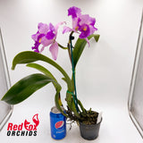 Laeliocattleya Orchid Affair X Blc. Destiny [Lian Her Glory] 'Orange Glory'