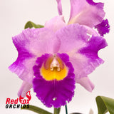 Laeliocattleya Orchid Affair X Blc. Destiny [Lian Her Glory] 'Orange Glory'
