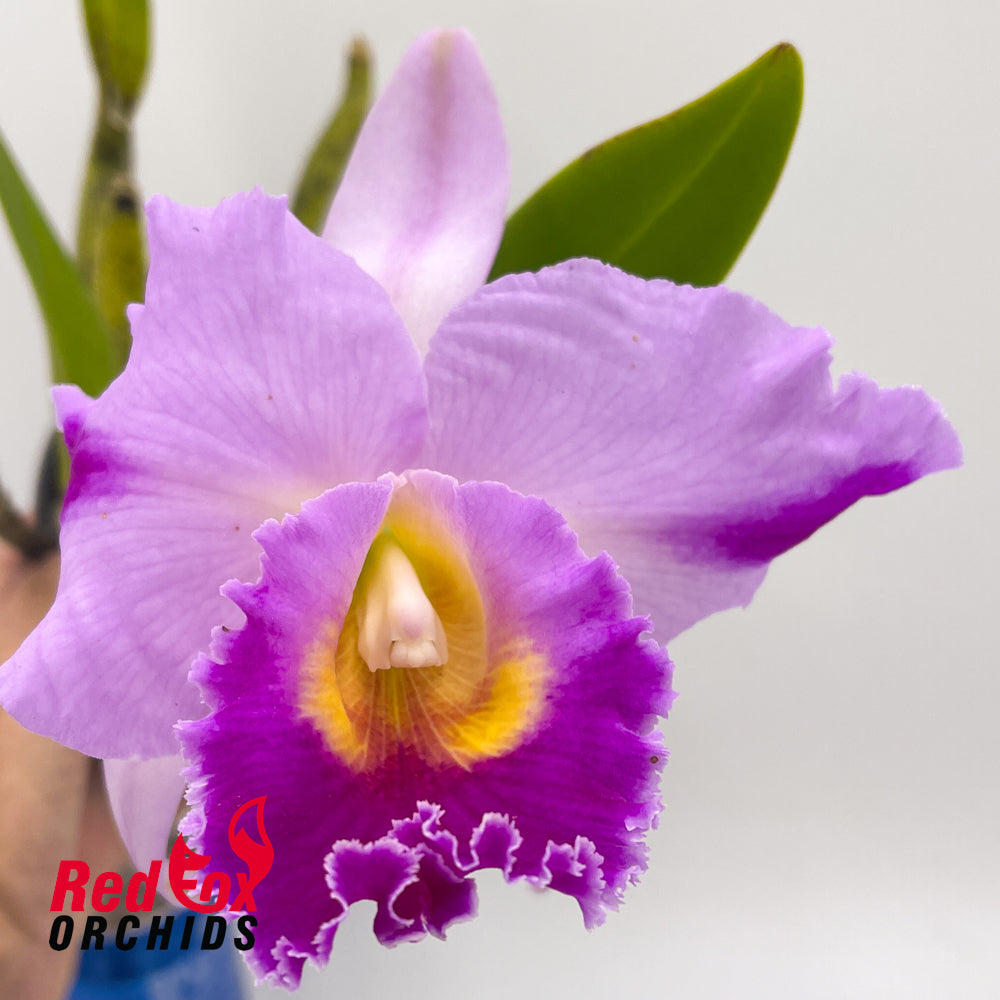 Brassolaeliocattleya (Momilani Rainbow X Topaz Dancer) 'Super Salmon Pink Splash Pot' X Blc. Good News 'Burdekin'