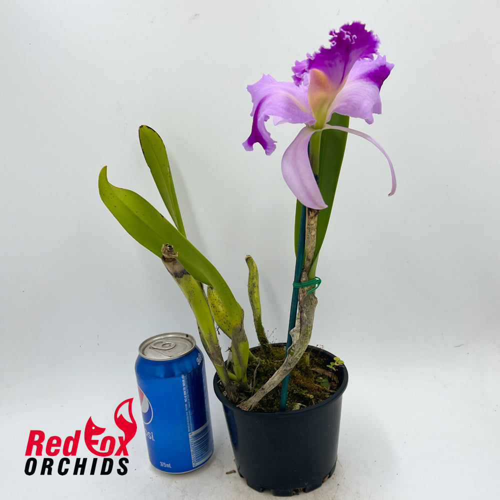Brassolaeliocattleya (Momilani Rainbow X Topaz Dancer) 'Super Salmon Pink Splash Pot' X Blc. Good News 'Burdekin'