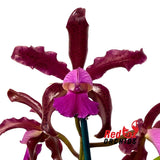 Cattleya tigrina 'Burleigh (Dark)' X C. (Lulu X schilleriana)