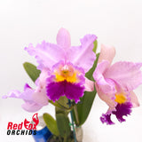 Laeliocattleya Orchid Affair X Blc. Kei's Love Sound