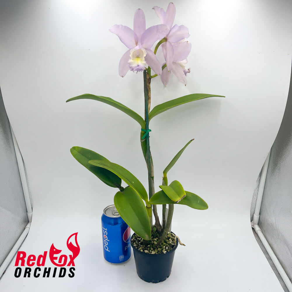 Cattleya loddigesii coerulea 'S.C. Bluest' X C. Betsy's Azure Sea (4n)