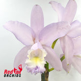 Cattleya loddigesii coerulea 'S.C. Bluest' X C. Betsy's Azure Sea (4n)