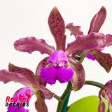 Cattleya tigrina 'Topaz #2' X C. (Lulu X C. schilleriana (1857))