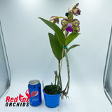 Cattleya guttata var. albina 'H&R' x Brassolaeliocattleya Topaz Sublime 'Tall Icy'