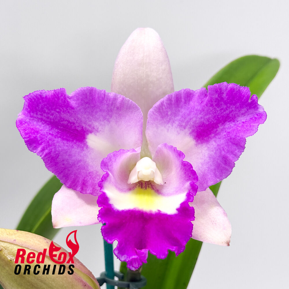 Brassocattleya Island Charm 'Carmela' X Bc. Little Marmaid 'Janet'